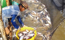 Xuất khẩu cá tra 2016: Doanh nghiệp kêu thiếu nguyên liệu