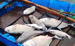 Cá chết hàng loạt gần cửa biển Lăng Cô
