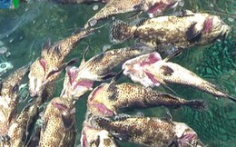 Chưa thể kết luận nguyên nhân cá chết hàng loạt ở đảo Phú Quý