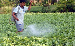 99% rau cải xanh nhiễm thuốc bảo vệ thực vật