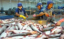 Hiệp hội cá Tra dừng xác nhận đăng ký hợp đồng xuất khẩu cá tra