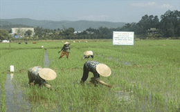 Nam Bộ ước giảm gần 200 ngàn tấn lúa