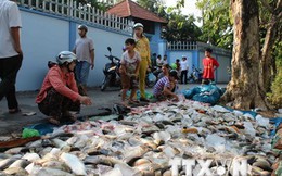 Phó Thủ tướng yêu cầu kiểm tra tình trạng cá chết ở sông Đồng Nai