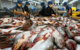Ngành thủy sản đối mặt với hàng loạt khó khăn, ngư dân điêu đứng