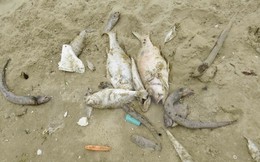 Thừa Thiên-Huế thiệt hại khoảng 135 tỷ đồng vì cá chết bất thường