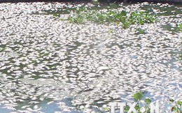Cá chết hàng loạt tại hồ nước lớn nhất thành phố Hải Dương