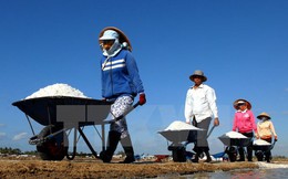TP. Hồ Chí Minh hỗ trợ diêm dân tiêu thụ 95.000 tấn muối tồn kho