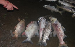 Cá chết dạt vào bờ dài cả cây số ở hồ Linh Đàm