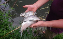 Ai đã “đầu độc” tôm cá ở đầu nguồn dòng suối chảy vào sông Đà?