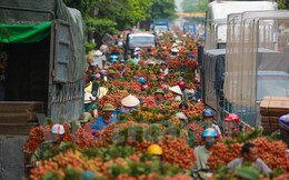 Nghi vấn gây tắc nghẽn thủ phủ vải Bắc Giang để ép giá thu mua