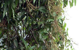 Xoài Tết không đậu trái - người dân thất thu hàng chục tỷ đồng