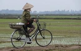 Thí điểm tích tụ đất đai đầu tư nông nghiệp tại Thái Bình và Hà Nam