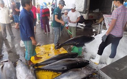 Khánh Hòa trúng vụ cá ngừ