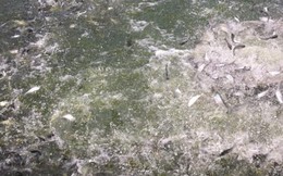 Giá cá lóc sụt giảm khiến nông dân Trà Vinh lỗ nặng