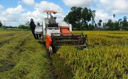 Đổ xô trồng lúa Nhật: Nhiều rủi ro