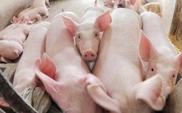 Giá lợn hơi có thể hồi phục vào cuối năm