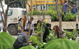 Cận cảnh hoa anh đào trước giờ khai mạc Lễ hội hoa tại Hà Nội