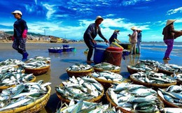 Financial Times: EU cho biết Việt Nam thể hiện nỗ lực chống đánh bắt hải sản trái phép