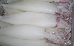Xuất khẩu mực, bạch tuộc dự kiến đạt 420 triệu USD