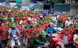 Bắc Giang 'gặt' vụ vải thiều thành công nhất trong 6 thập kỷ