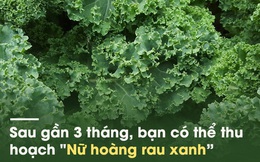 Loại rau cải nhiều canxi hơn sữa, ngừa ung thư khiến thế giới "phát sốt" đã đến Việt Nam