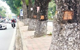 Hà Nội: Loạt cây xà cừ bị đục khoét trên đường Láng