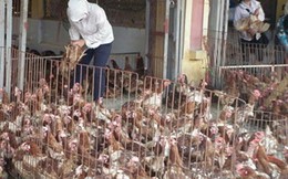 Ăn 80 ngàn tấn gà Trung Quốc thải loại: Ám ảnh dịch bệnh