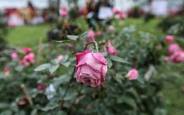 Lễ hội hoa hồng Bulgaria: Người xem thất vọng vì hoa giả, hoa héo