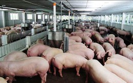 Hà Tĩnh đề nghị Formosa thu mua lợn giúp nông dân