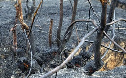 Rừng Sóc Sơn trơ trụi sau vụ cháy lịch sử