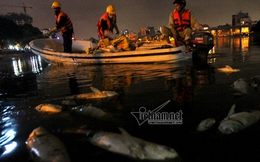 Trắng đêm vớt cá chết trên hồ Hoàng Cầu