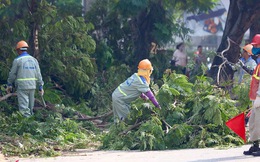 Hà Nội bắt đầu chặt hạ, di dời 130 cây xanh cổ thụ trên đường Kim Mã