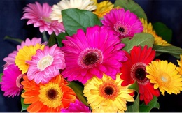 10 loài hoa mang lại giàu sang, phú quý, tài lộc nên trưng trong ngày tết