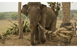 Chuyện con voi và sợi dây thừng: Không dám đối mặt với điểm yếu của bản thân, cả đời chẳng bao giờ thành công!