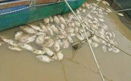 Đắk Nông: Hơn 200 tấn cá chết nghi do “sốc nước” sau bão 12