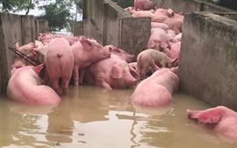 Số lượng lợn chết trong trại bị ngập lụt tăng lên 6.000