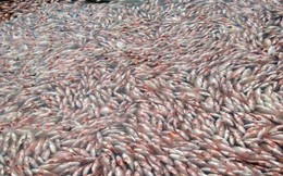 Nguyên nhân cá chết trắng hồ thủy điện ở Kon Tum