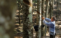 Trung Quốc: Nhập khẩu cao su tự nhiên tăng, giá dự kiến tiếp tục đi ngang trong quý 4