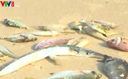 15 ngày tới phải công bố chất lượng hải sản tầng đáy ở 4 tỉnh miền Trung