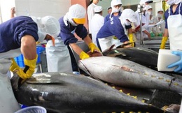 Xuất khẩu cá ngừ sang thị trường Pháp nhiều triển vọng