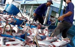 Doanh nghiệp thu mua cầm chừng, cá tra nguyên liệu giảm mạnh