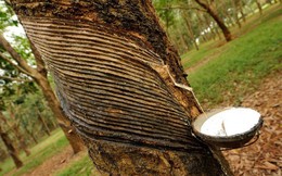 QuýI/2017 nhập khẩu cao su tăng mạnh