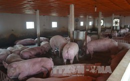 Đồng Nai: Giá lợn quay đầu giảm do nguồn cung dư thừa