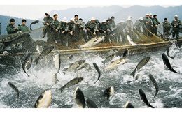 Bloomberg: Sự thật về hành trình của lợn, cá, tôm... kháng kháng sinh từ Trung Quốc ra khắp thế giới