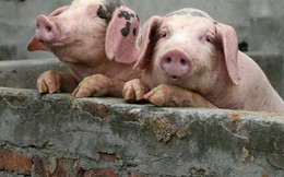 Công ty chăn nuôi Trung Quốc cũng lao đao vì giá thịt lợn giảm
