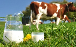 Từ 2018, các hãng sữa phải ghi rõ sữa bò tươi hay sữa bột pha nước ngay trên vỏ hộp