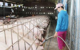 Không "ngăn sông cấm chợ" để "giải cứu" thịt lợn dư thừa