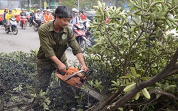 Chặt hạ 1.300 cây xanh: Chủ tịch Hà Nội cam kết rà soát kỹ lưỡng