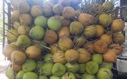 Giá dừa xiêm tăng mạnh trong mùa nắng