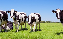 Giá sữa bột giảm 19% xuống mức thấp nhất trong vòng 7 tháng